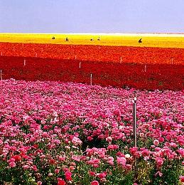 米哈游新作《绝区零》相关官方账号正式上线